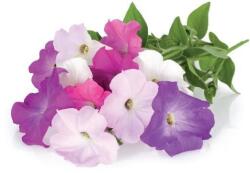 Click & Grow - Petúnia (SGPE)