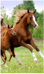  Lovas Career kéztörlő, arctörlő, törölköző 30x50 cm Nr2