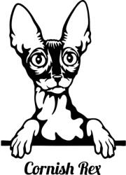  Cornish Rex macska matrica