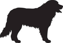  Berni pásztor matrica 8