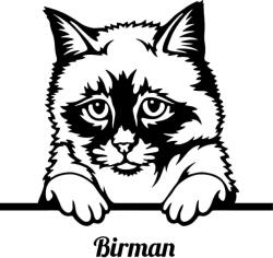  Birman macska matrica