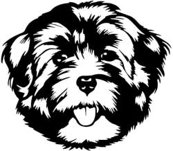 Bichon Havanese matrica 2