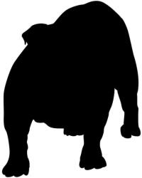  Angol bulldog matrica 29