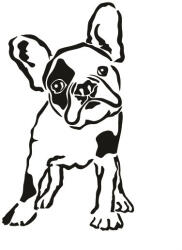  Francia bulldog matrica 13