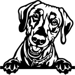  Weimar Vizsla matrica 2