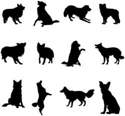  Border collie matrica szett