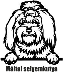  Máltai selyemkutya matrica 2