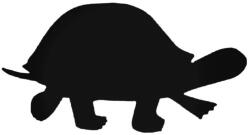  Lépkedő teknős matrica