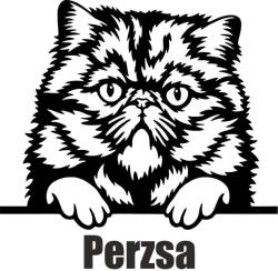  Perzsa macska matrica