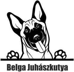  Belga juhászkutya matrica 3