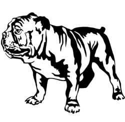  Angol bulldog matrica 8