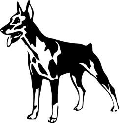  Dobermann matrica 5