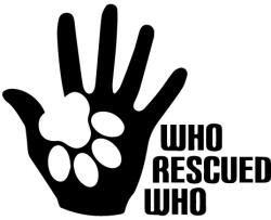 Border collie matrica 9