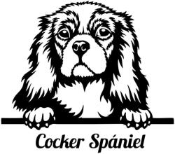  Cocker Spániel matrica 30 cm