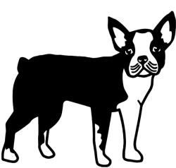  Boston terrier matrica 4