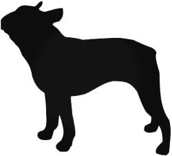  Boston Terrier Kutya matrica