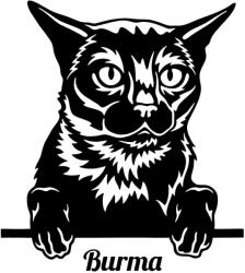  Burma macska matrica