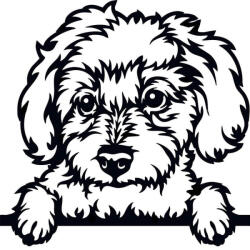  Máltai selyemkutya matrica 3