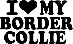  Border collie matrica 13