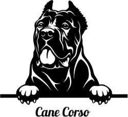  Díszes Cane corso matrica