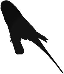  Kis papagáj matrica