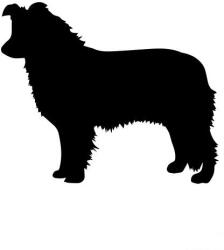  Border collie matrica 5