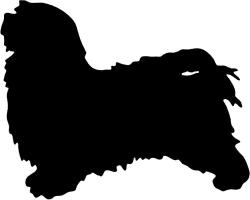  Bichon Havanese matrica 3