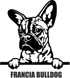  Francia bulldog matrica 30 cm