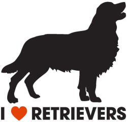  Golden retriever matrica 7