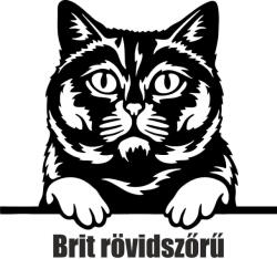  Brit rövidszőrű macska matrica
