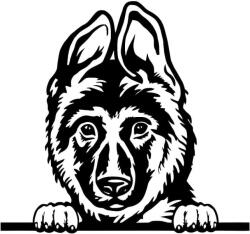  Németjuhász matrica 22