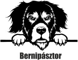  Berni pásztor matrica 9
