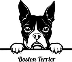  Boston terrier matrica 19
