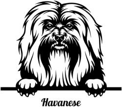  Bichon Havanese matrica 1
