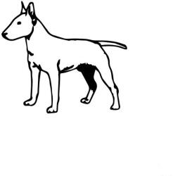  Bullterrier matrica 8
