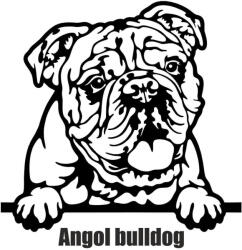  Angol bulldog matrica 30 cm