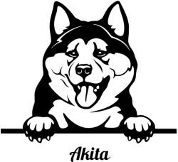  Akita matrica 8