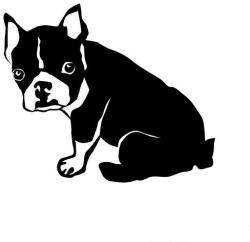  Boston terrier matrica 8