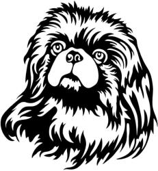  Pekingi palotapincsi matrica 1