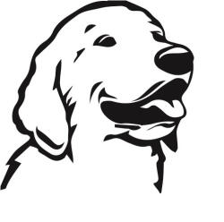  Golden retriever matrica 2