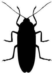  Csótány piktogram matrica