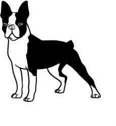  Boston terrier matrica 6