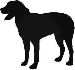  Nagy Svájci hegyikutya matrica