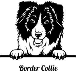  Border collie matrica 11