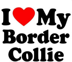  Border collie matrica 10