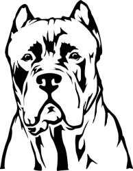  Cane corso matrica 7