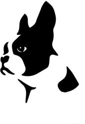  Boston terrier matrica 5