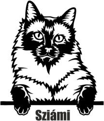  Sziámi macska matrica