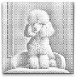  PontPöttyöző - Rózsaszín puli Méret: 50x50cm, Keretezés: Keret nélkül (csak a vászon), Szín: Fekete