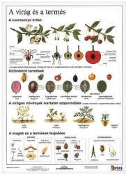 Stiefel Tanulói munkalap STIEFEL A/4 virág és a termés (275557) - fotoland